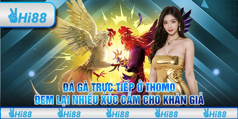 Đá Gà Trực Tiếp Ở Thomo - Đem Lại Nhiều Xúc Cảm Cho Khán Giả
