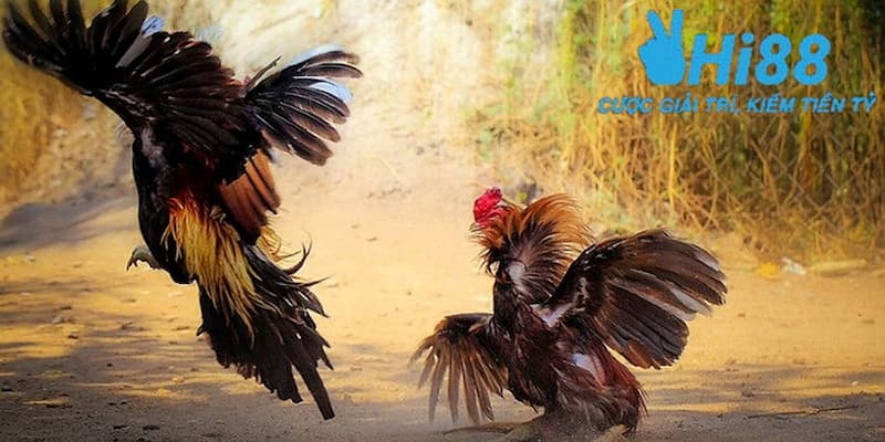 Đôi nét về trò chơi đá gà online