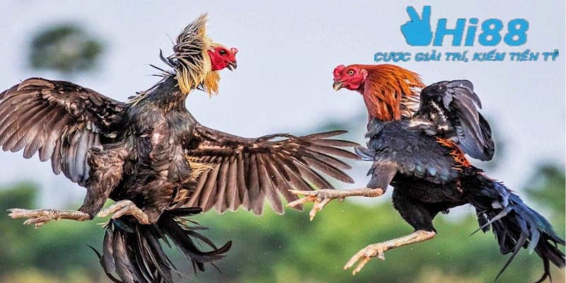 Những lý do khiến người chơi thua khi đá gà