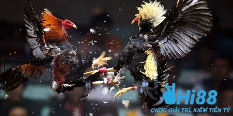 Bật mí cho anh em bí quyết cá cược đá gà cực chuẩn