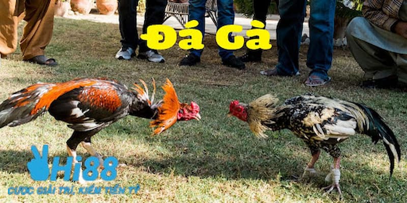 Đôi nét về đá gà đòn Thomo