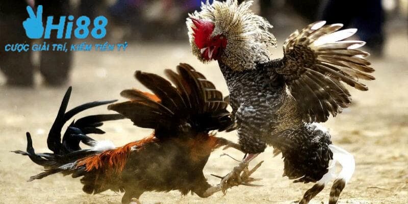 Ưu điểm khi anh em tham gia đá gà đòn Thomo