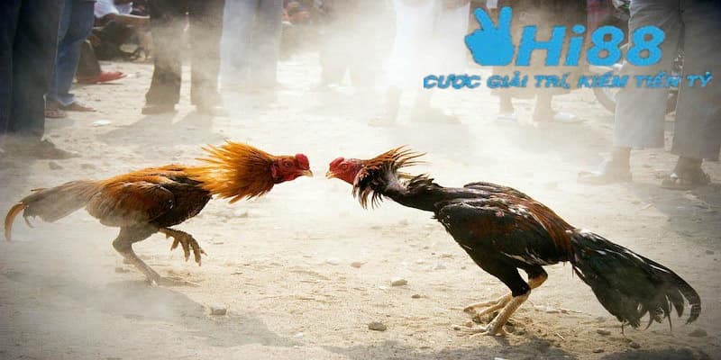 Khám phá một số trận đấu đá gà đòn Thomo hấp dẫn
