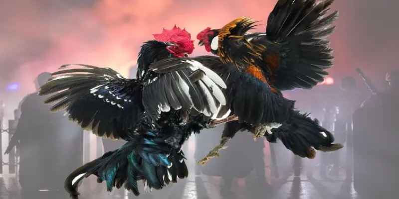 Các loại cược đá gà trực tiếp C1 phổ biến