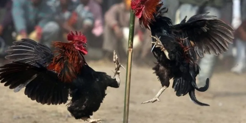 Một số mẹo hay giúp bạn nâng cao tỷ lệ thắng cược