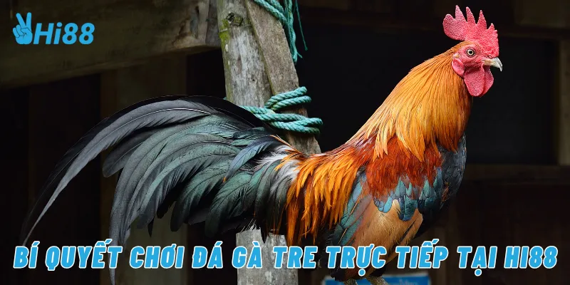 Bí quyết chơi đá gà tre trực tiếp tại Hi88