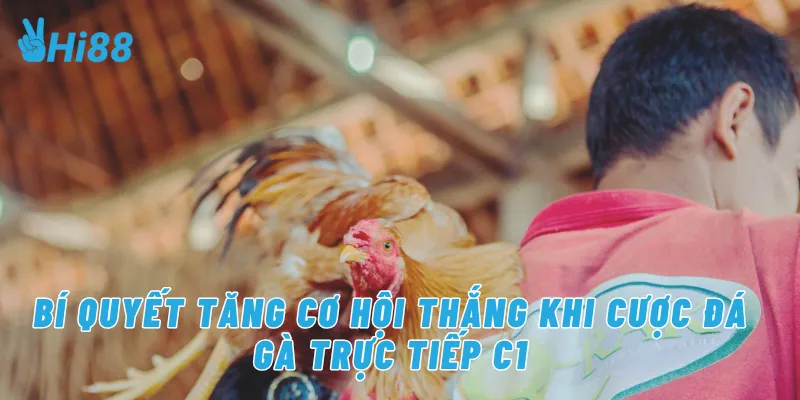 Bí quyết tăng cơ hội thắng khi cược đá gà trực tiếp C1