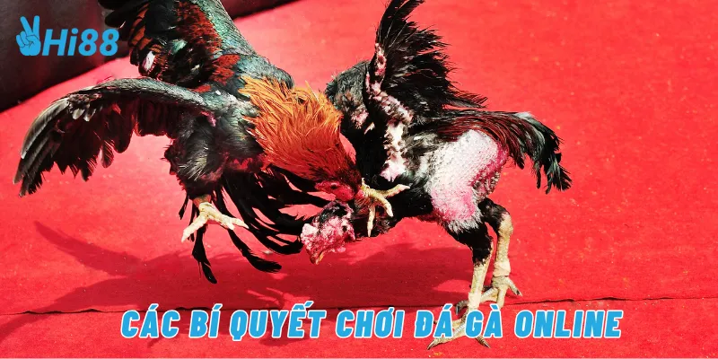 Các bí quyết chơi đá gà online