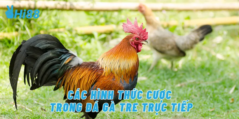 Các hình thức cược trong đá gà tre trực tiếp