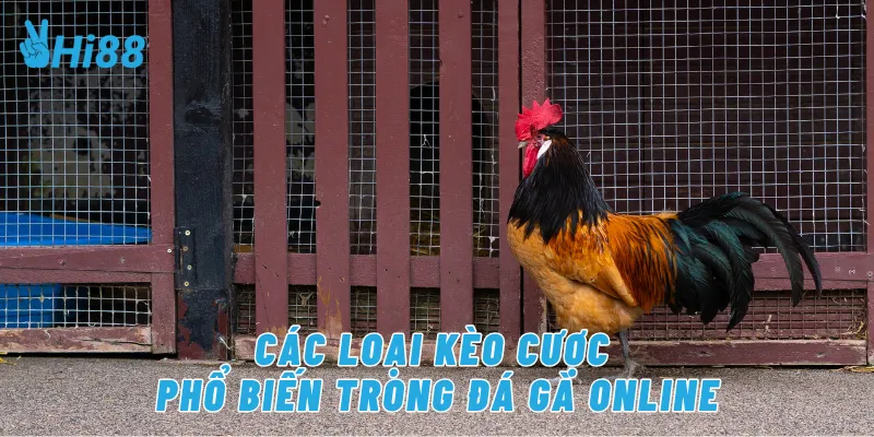 Các loại kèo cược phổ biến trong đá gà online