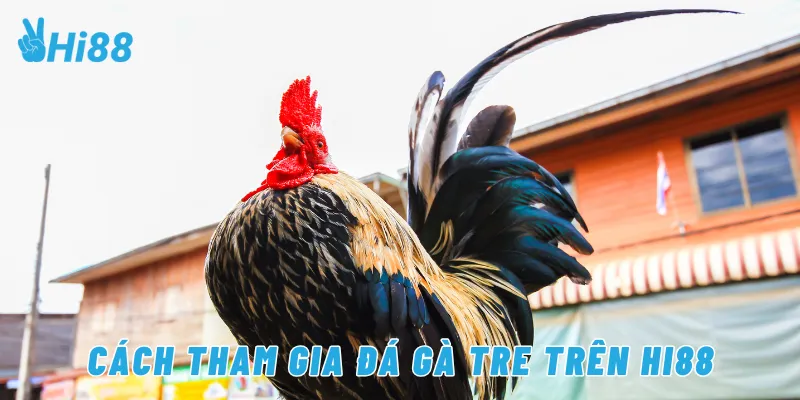 Cách tham gia đá gà tre trên Hi88
