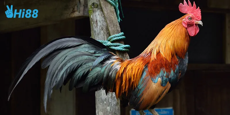 Cách xem trực tiếp đá gà tre