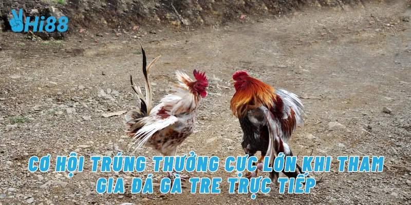 Cơ hội trúng thưởng cực lớn khi tham gia đá gà tre trực tiếp