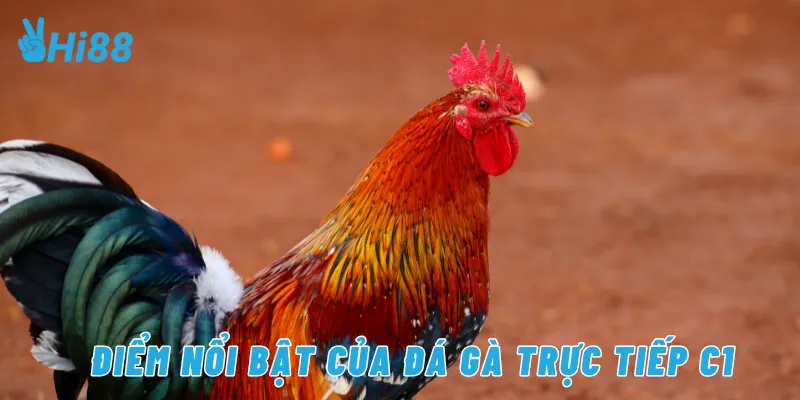 Điểm nổi bật của đá gà trực tiếp c1