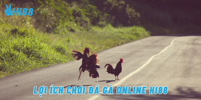 Lợi ích chơi đá gà online Hi88