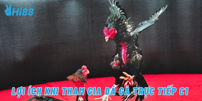 Lợi ích khi tham gia đá gà trực tiếp C1