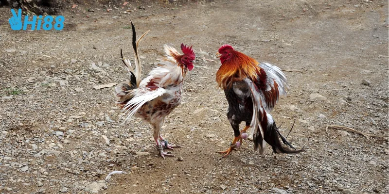 Mẹo cược trực tiếp đá gà tre