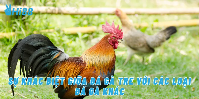 Sự khác biệt giữa đá gà tre với các loại đá gà khác