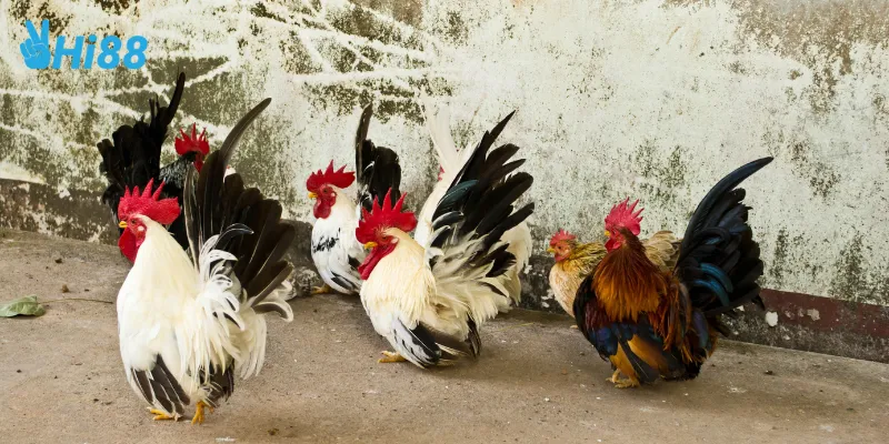 Trực tiếp đá gà tre cực gây cấn