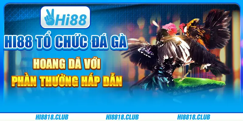 Hi88 Tổ Chức Đá Gà Hoang Dã Với Phần Thưởng Hấp Dẫn