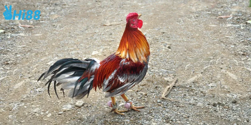 Các bước tham gia đá gà trực tuyến quốc tế