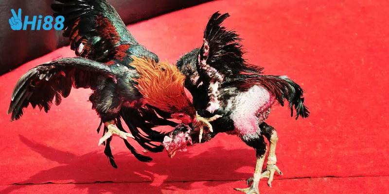 Cách tham gia đá gà mỹ chiến