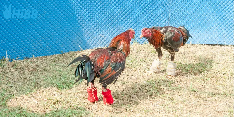 Chiến lược đá gà trực tuyến quốc tế hiệu quả