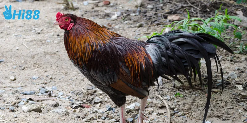 Chiến thuật chọn gà nòi đại chiến đỉnh cao