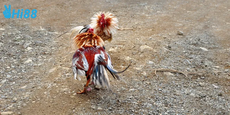 Chiến thuật trong gà nòi đại chiến