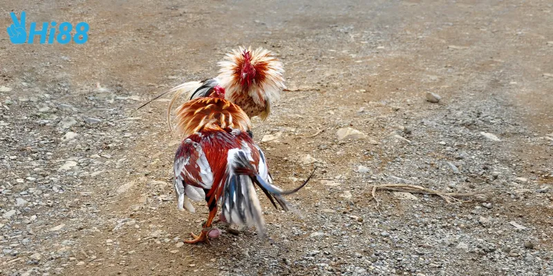 Đá gà trực tuyến quốc tế cực thu hút người chơi