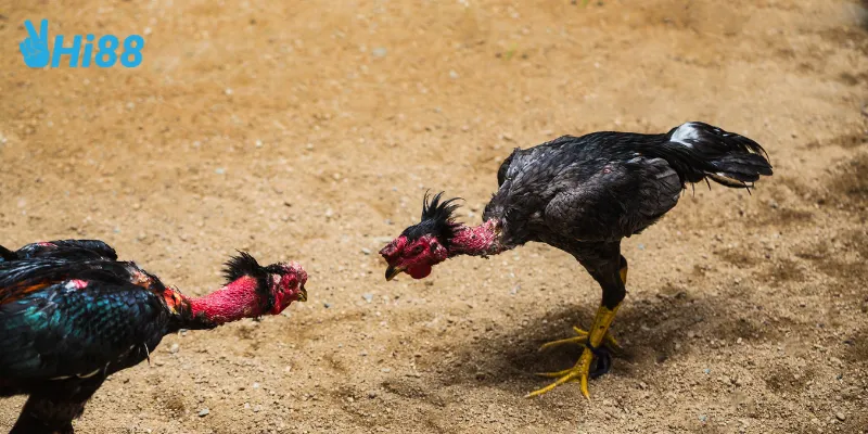 Giới thiệu đá gà mỹ chiến là gì?