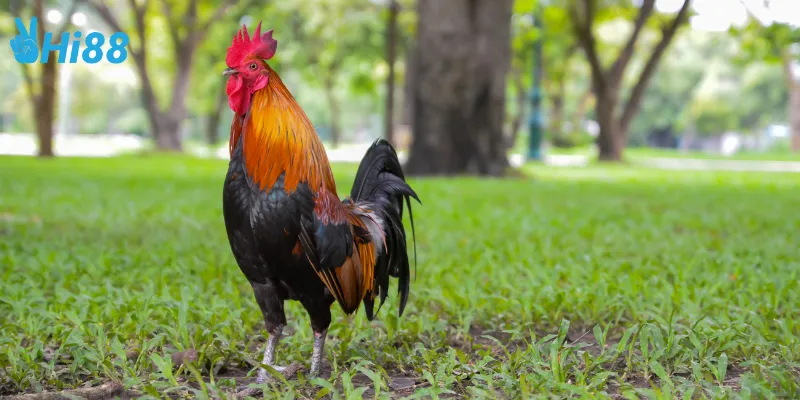 Giới thiệu gà nòi đại chiến