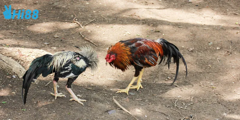 Hi88 nền tảng lý tưởng để  chơi đấu gà tỷ phú