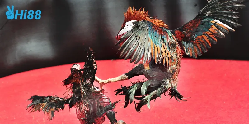 Kinh nghiệm cược đá gà mỹ chiến