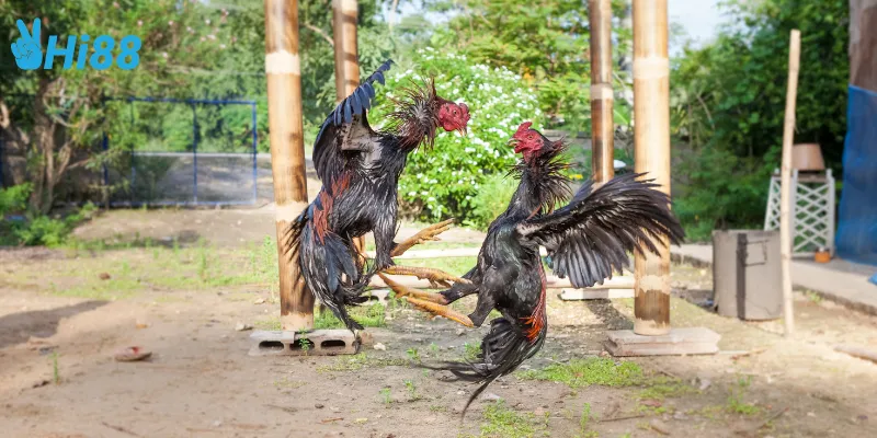 Phần thưởng đấu gà tỷ phú siêu hấp dẫn