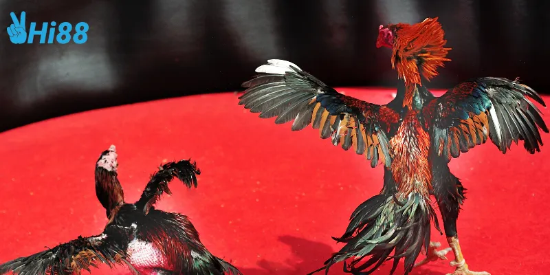 Các kiểu đá gà thần tốc online