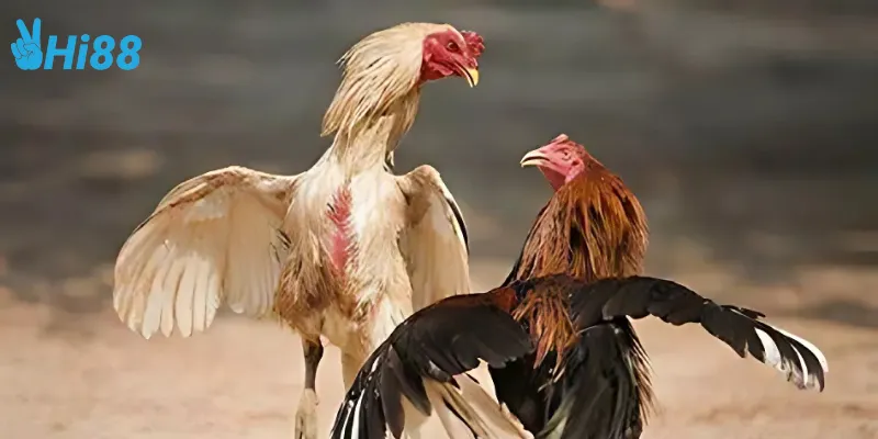 Các loại gà trong đấu trường gà vương quốc