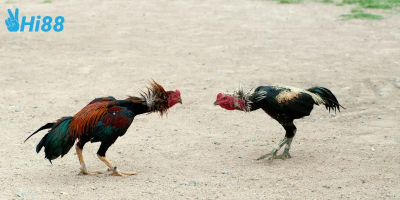 Cách phân tích đấu trường gà cựa dao pro
