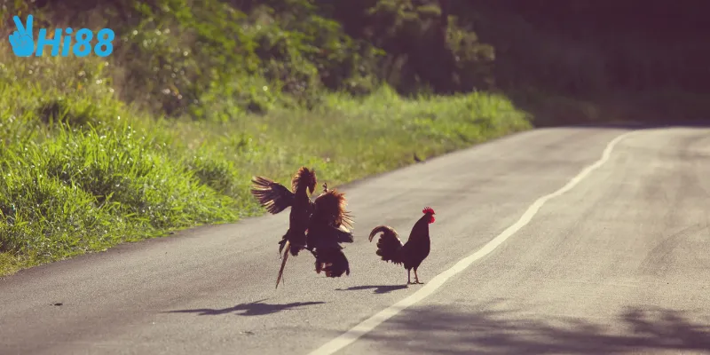 Cách tham gia đá gà hoang dã