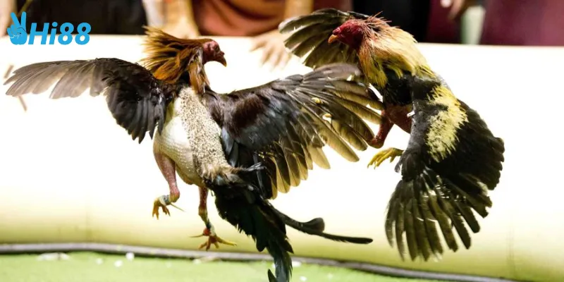 Cách tham gia đá gà kiểu cổ điển Việt Nam