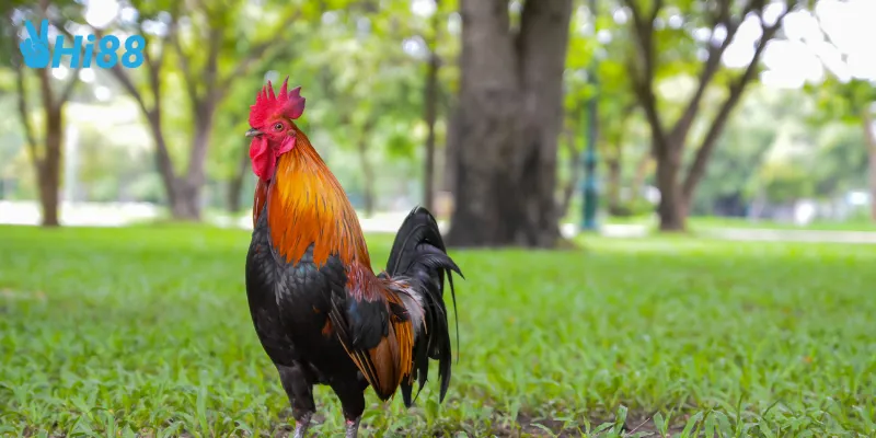 Chất lượng đỉnh cao của trực tiếp đá gà C1