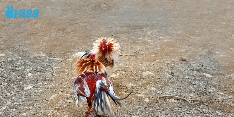 Chất lượng hình ảnh và âm thanh cực đỉnh khi coi đá gà Hi88