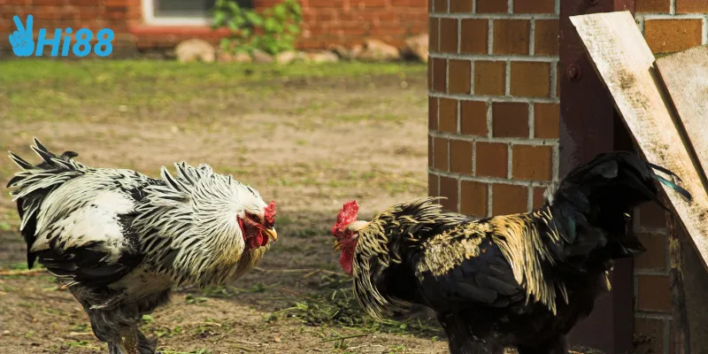 Chiến thuật trong đấu trường gà cựa dao pro