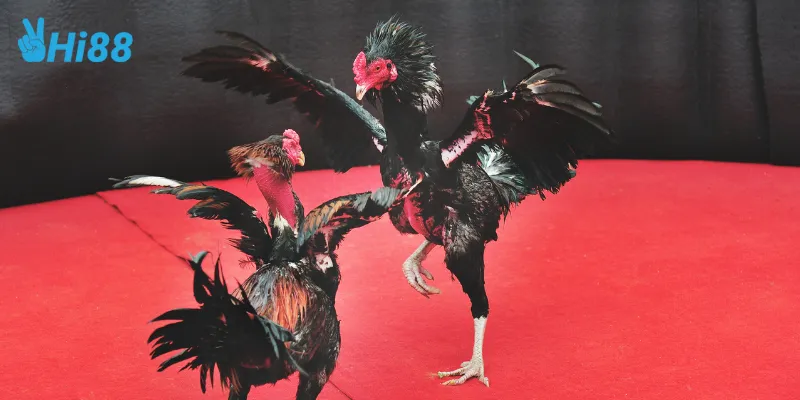 Đá gà cổ điển an toàn và công bằng