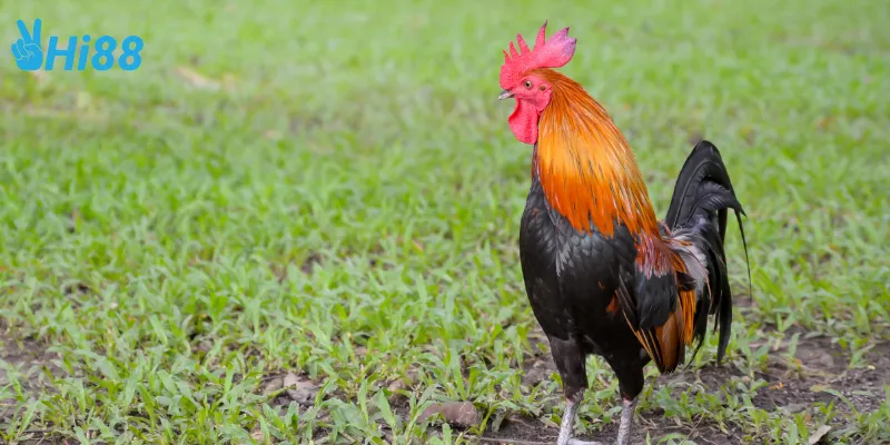 Đặc điểm của đá gà hoang dã