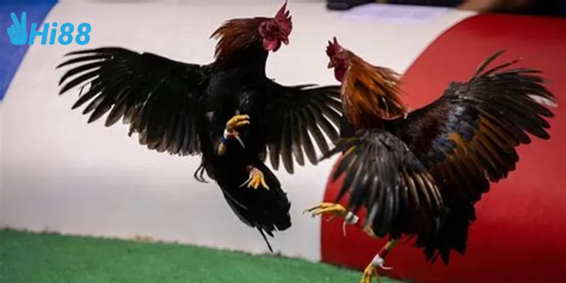 Đặc điểm nổi bật của đá gà kiểu cổ điển Việt Nam
