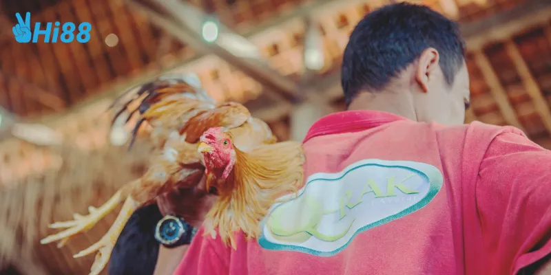 Giới thiệu đá gà cổ điển