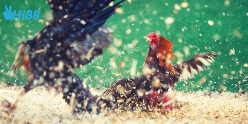 Giới thiệu đấu trường gà cựa dao pro