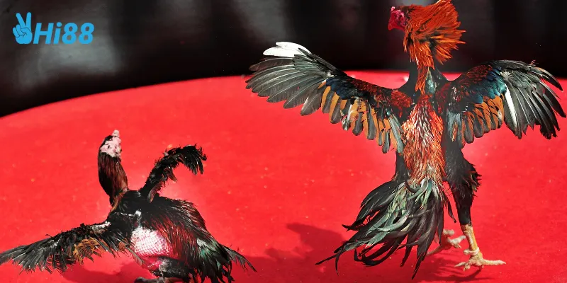 Hướng dẫn tham gia đá gà cổ điển