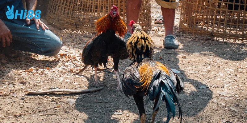 Khuyến mãi hậu hĩnh cho người xem trực tiếp đá gà C1